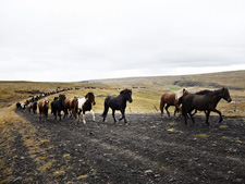 Iceland-Iceland Shorts-Horse Round Up in Iceland